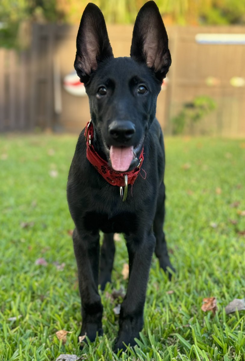 ChazDogs's tweet photo. Valor says he's on team #DogsForTrump https://t.co/Qgdmm0mEEn