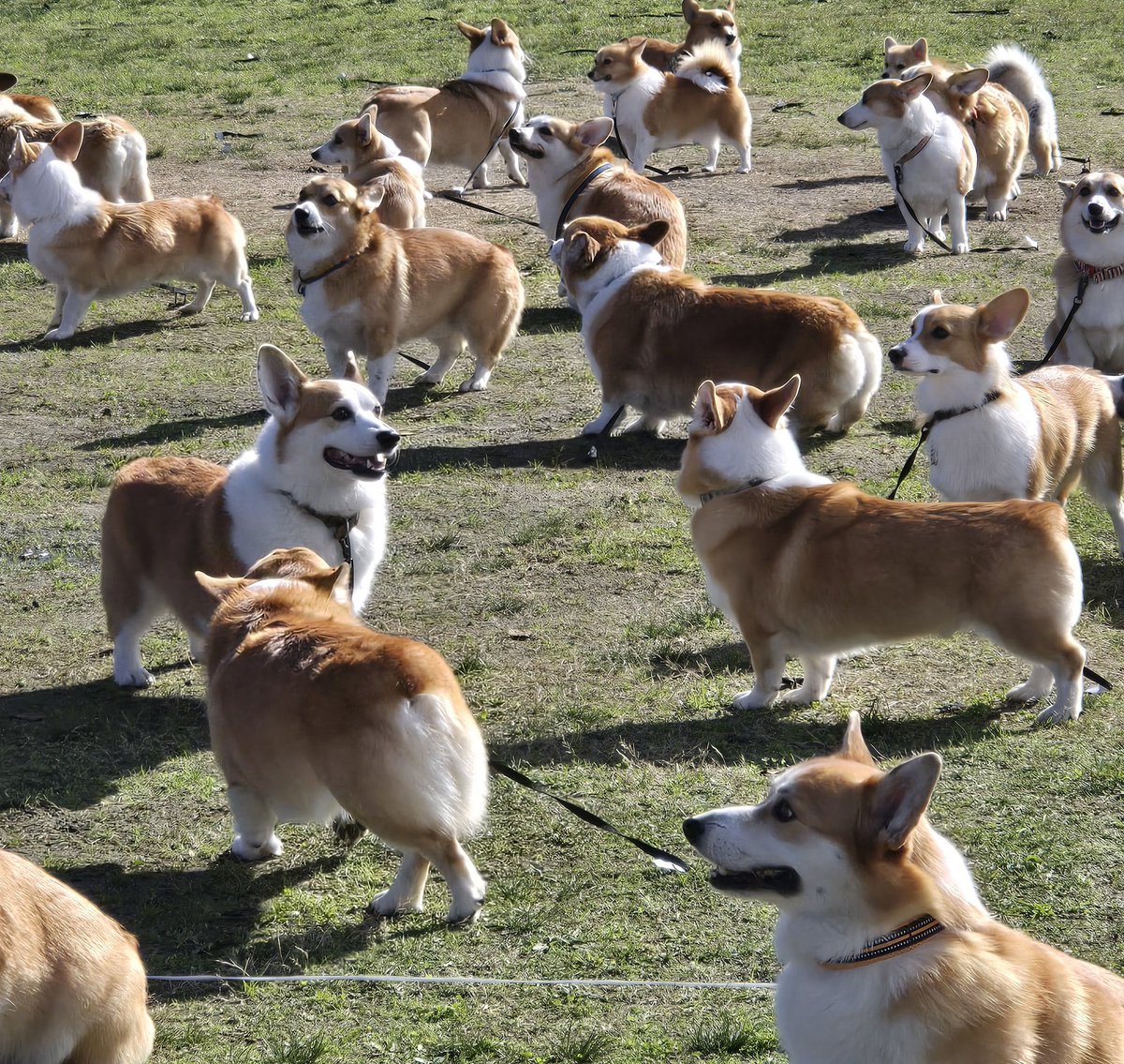 古布を纏ったコーギー雛 ふかふかのお布団で暴れまくるコーギーの姉妹♡｜いぬのきもち