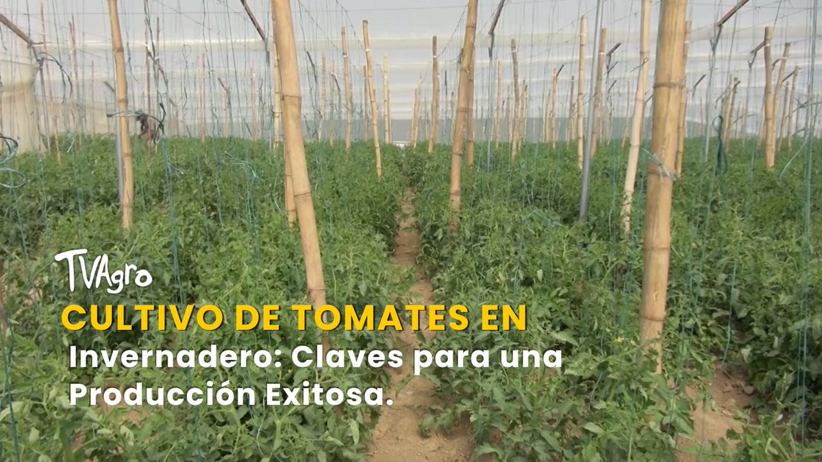 TvAgro's tweet image. NUEVO VIDEO | 🍅👨🏻‍🌾🌱 Cultivo de Tomates en Invernadero: Claves para una Producción Exitosa - TvAgro por Juan Gonzalo Angel

👉🏻 youtu.be/uRoldRpAsNY

#agricultura #tomates #cultivos #invernaderos #optimizacionagricola