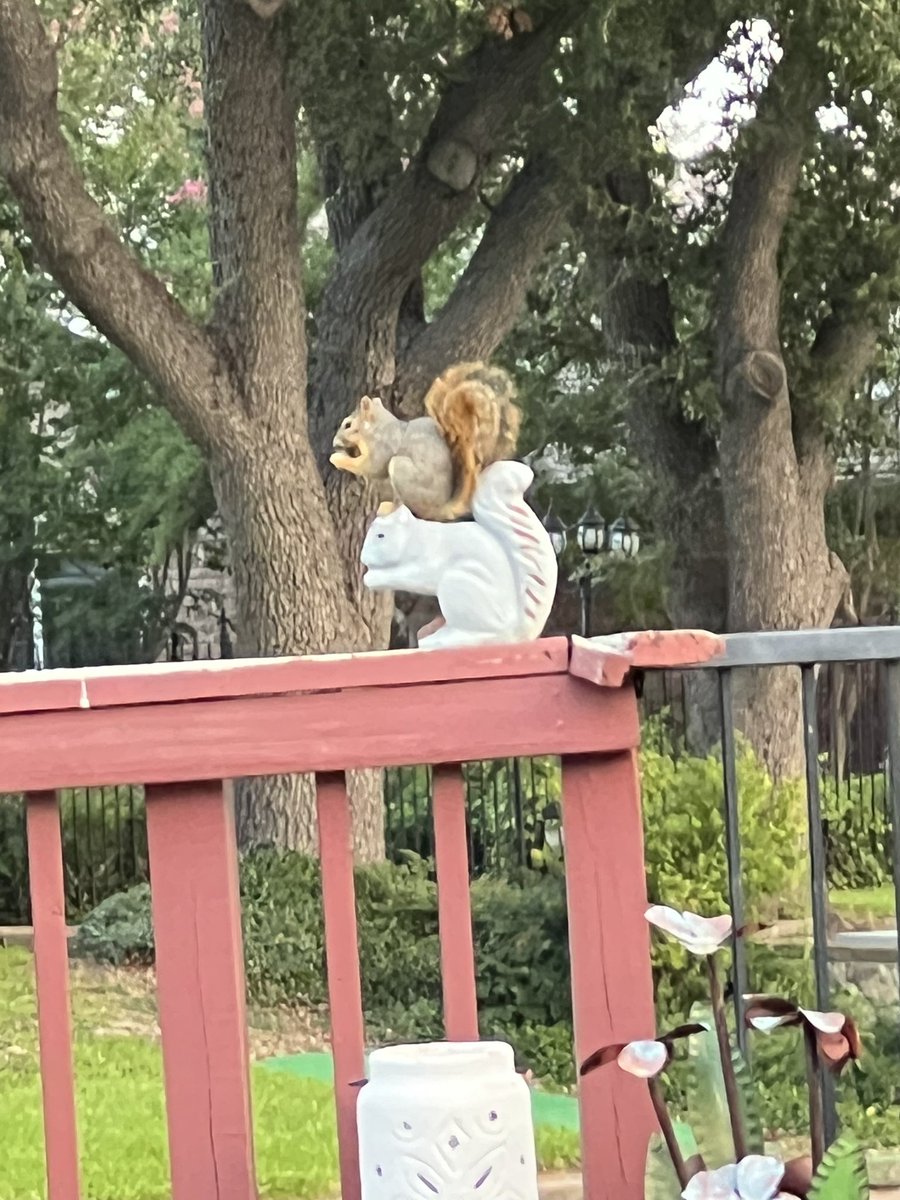 BVPforAmerica's tweet photo. @TRUMP_ARMY_ @cynthialouise4 @elonmusk Adopting squirrels EVERYWHERE!!๐ฅ๐ฟ๏ธ
#longlivepeanut
#pets4Trump https://t.co/lKtic9FKz7