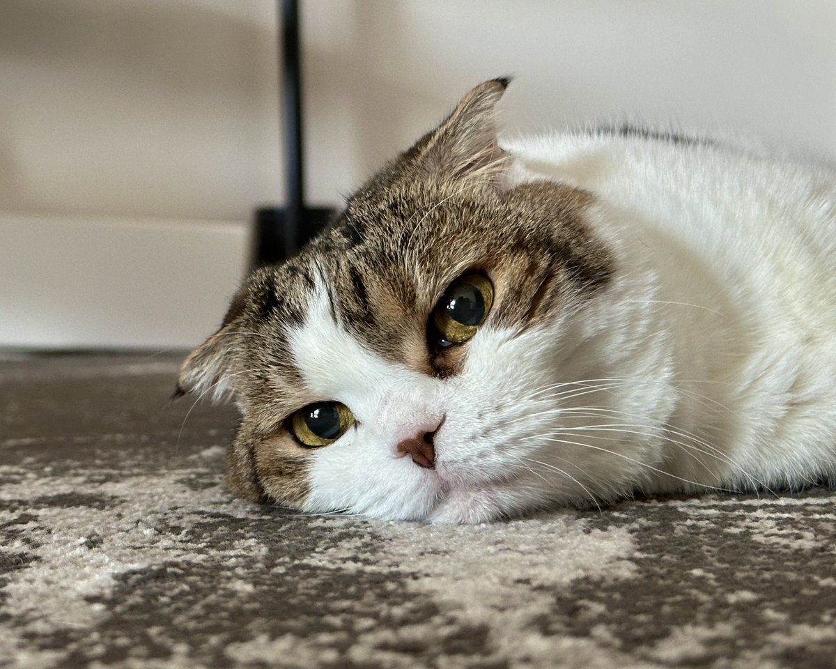 キャットをながめていると、目がだんだん閉じてきて見えなくなってしまう…