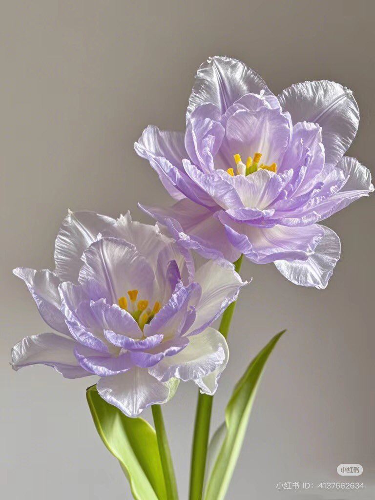 ‏ْ tweet media