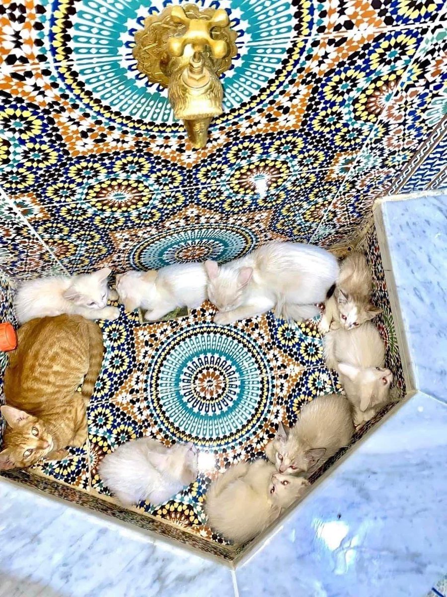 lwassimm tweet picture