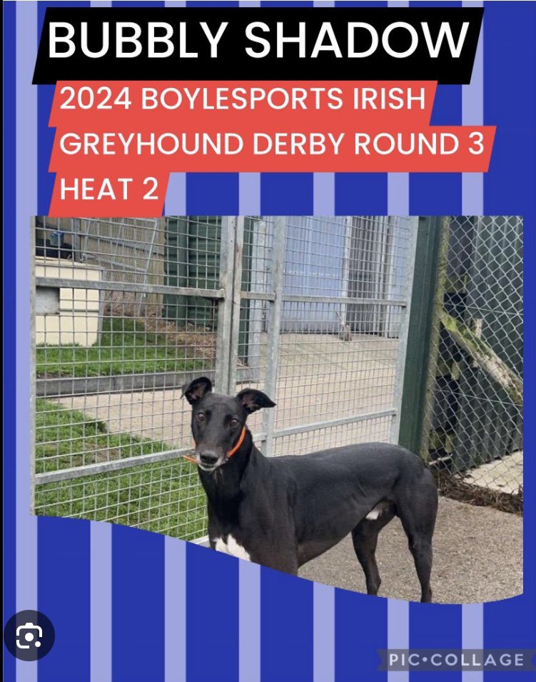 joanburgess1's tweet photo. This dog died on the track in #Dublin on Saturday night.Greyhound racing gets €20 million a year from the Irish government to perpetuate animal abuse.Poor dog, one of many sadly to end up in the freezer at Shelbourne park @MichealMartinTD @SimonHarrisTD #defundgreyhoundracing https://t.co/01iQnYJl9k