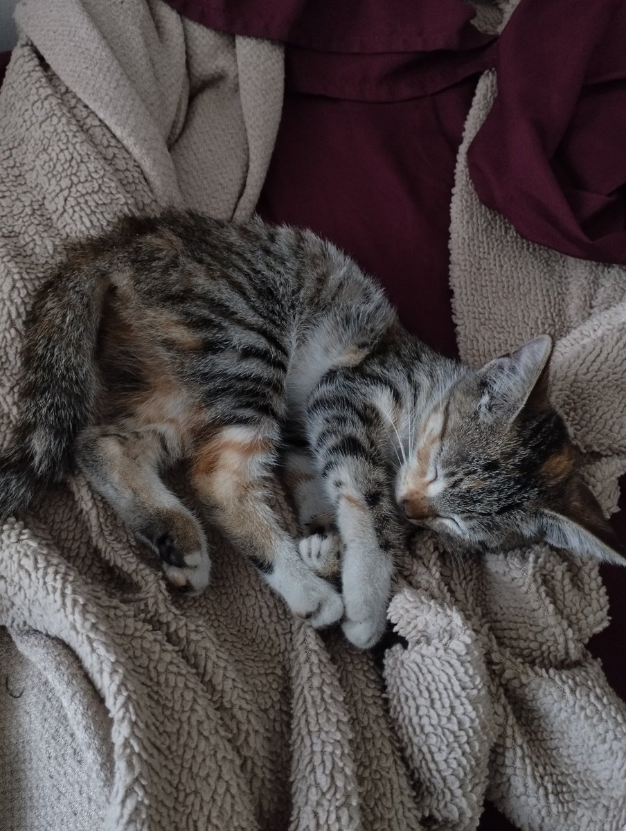 en adopción! 
es una ternurita de unos dos meses, ayer la conseguimos dentro de un carro y necesita un hogar