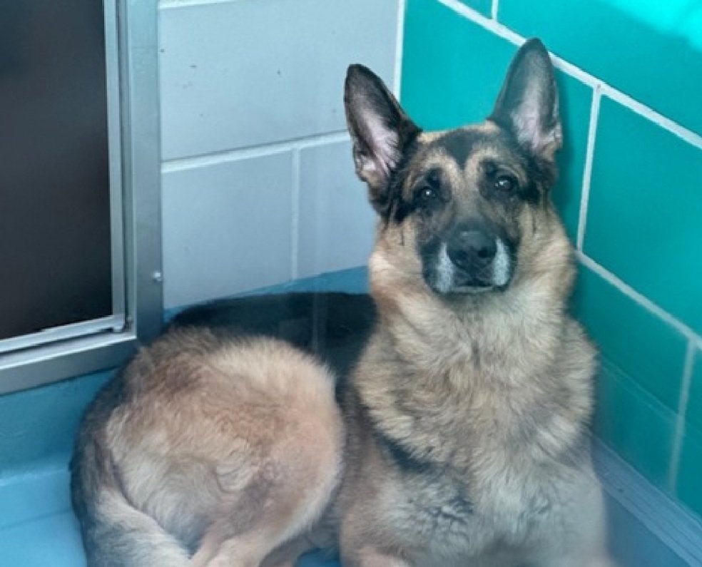 Rexy 213020
Listed TBK 11/5
#NYCACC #SaveOurSeniors 
7 yrs old
Tense and avoiding handlers
Needs exp all adult home
Knows cues
Loved being w/his people in prev home 
Please give Rexy a chance to live!
nycacc.app/browse/213020
#Pledge4Rescue #foster #adopt