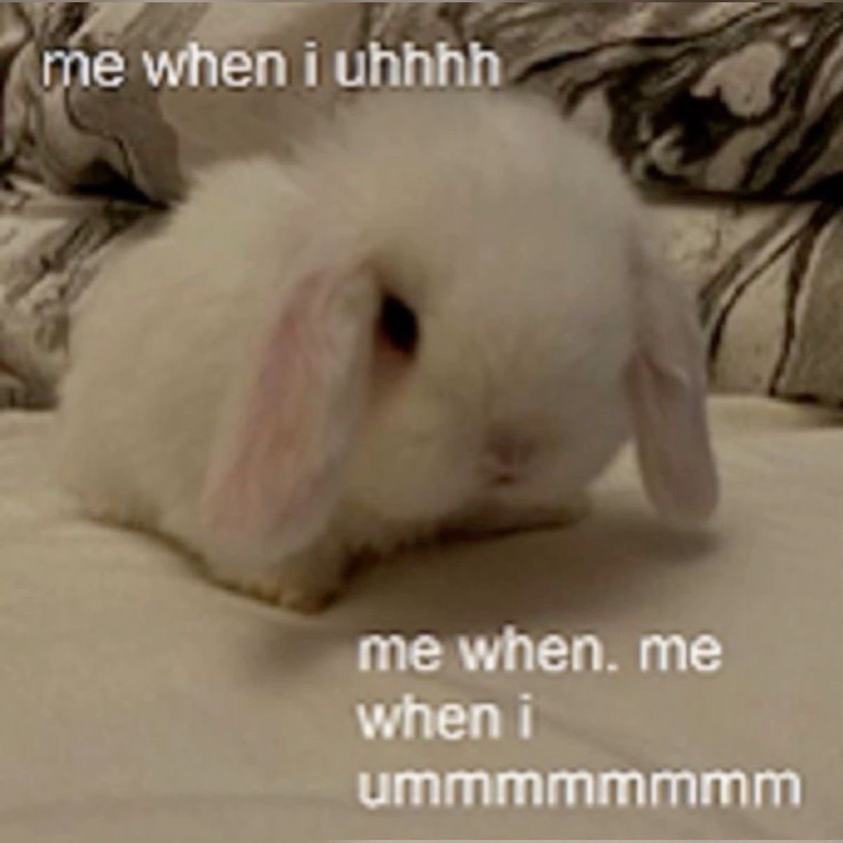 Bunnies's tweet photo. https://t.co/tjCfMewSq4