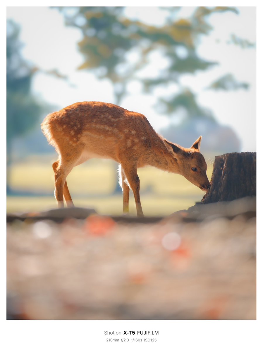 朝一の奈良公園🦌