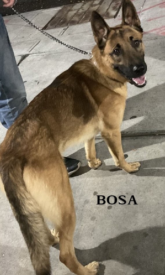 BOSA💙   213593
#NYCACC
TBK 11/5 💉
Besutiful, 1 yr old German shepherd came in as a stray!
Who would abandon him?😔
He's scared, but social w/staff.
Afraid when being leashed!
Jumps up for attention!
Likes treats🥓 &amp; cheese!
NEEDS LOVE!❤️
FOSTER/RESCUE #PLEDGE