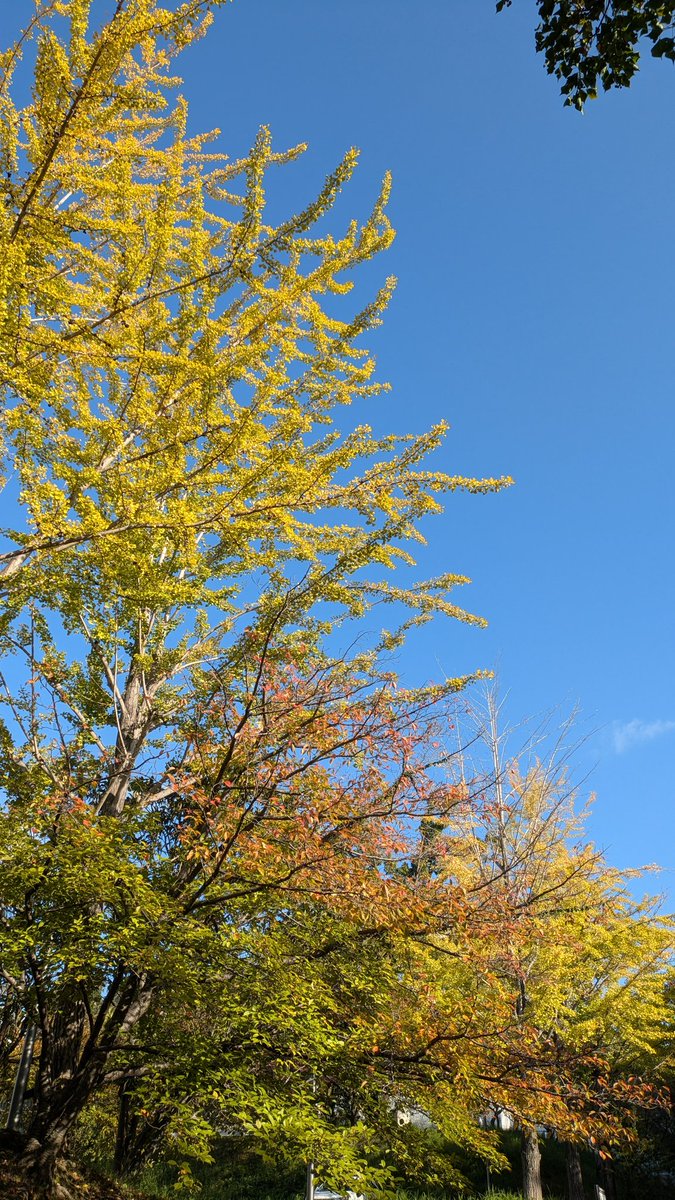 usjwalker's tweet image. 清々しい空だ♪