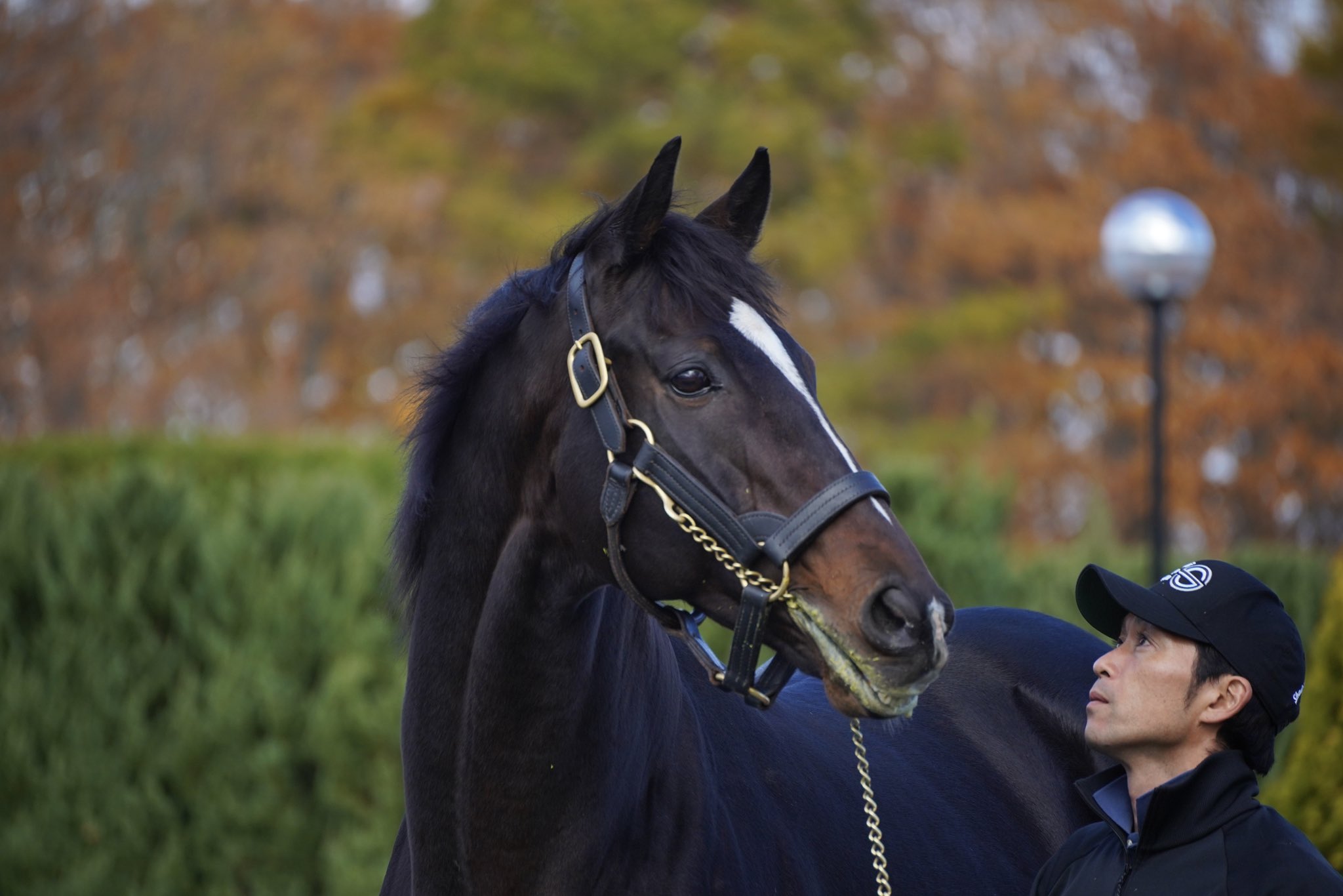 ノーザンホースパーク競馬　オルフェーヴル、キタサンブラック、コントレイル他 ノーザンホースパーク on X: 