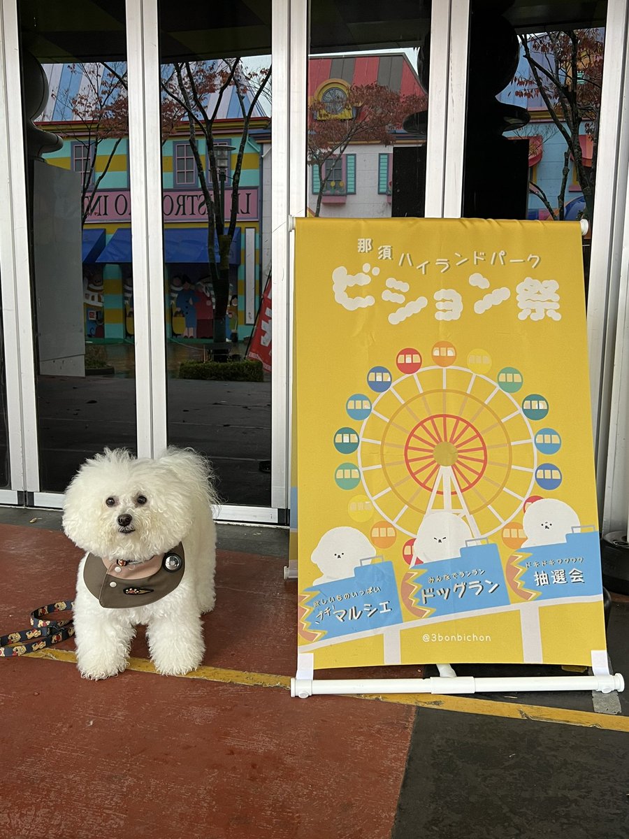 25sm25's tweet photo. 大雨だったけど、那須ハイランドパーク開催のビション祭に今年も行って来たよ‼️
有名トリマーさんにプチお手入れしてもらって可愛くしてもらった✨🐶🥰
#ビションフリーゼ
#bichonfrise
#もふもふ
#白もふ https://t.co/gxohsNcQ4V
