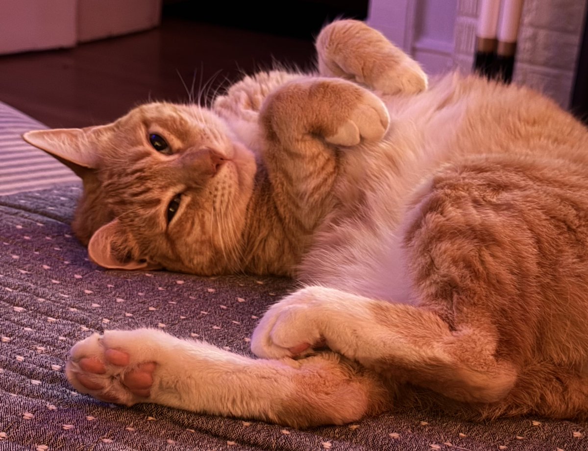 Jorts (and Jean) tweet media