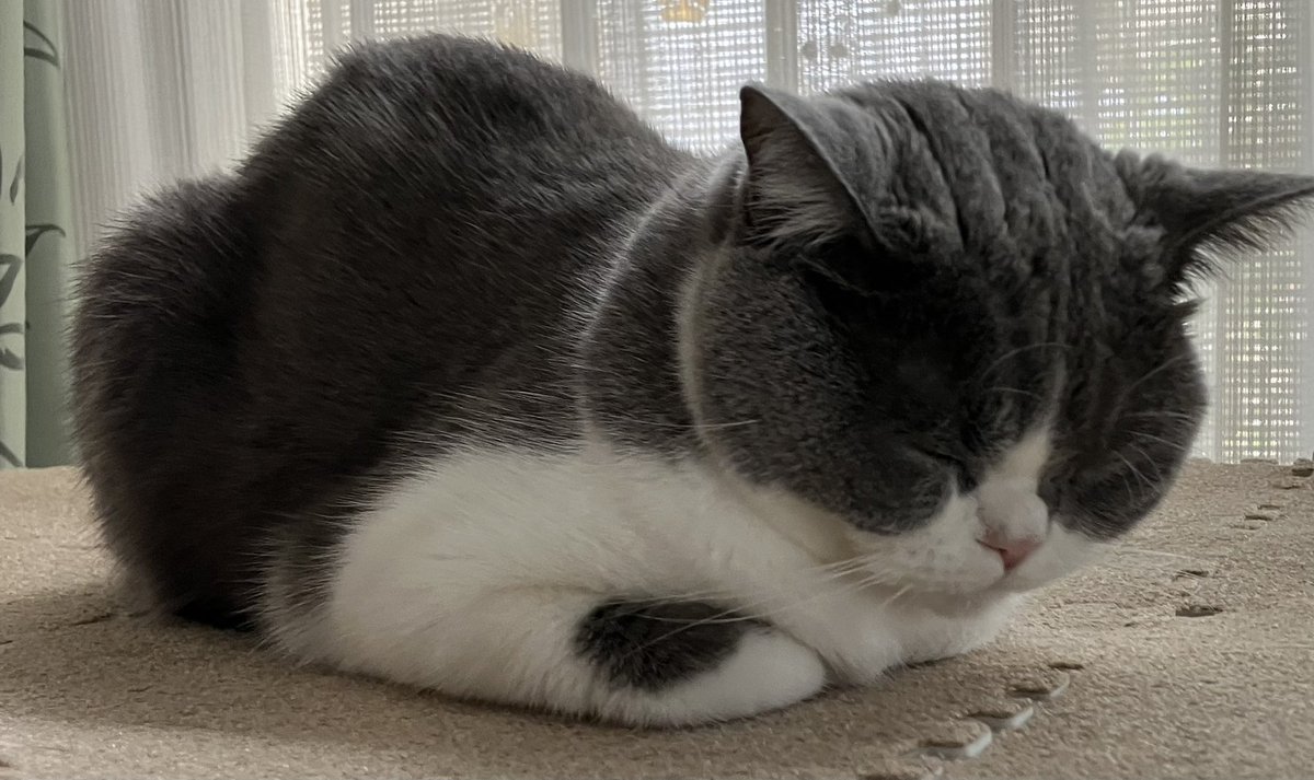 toship29's tweet photo. 眠いね😴

#猫のいる幸せ
#猫のいる暮らし
#スコティッシュフォールド
#猫 #cat https://t.co/sBXnsMGHCA