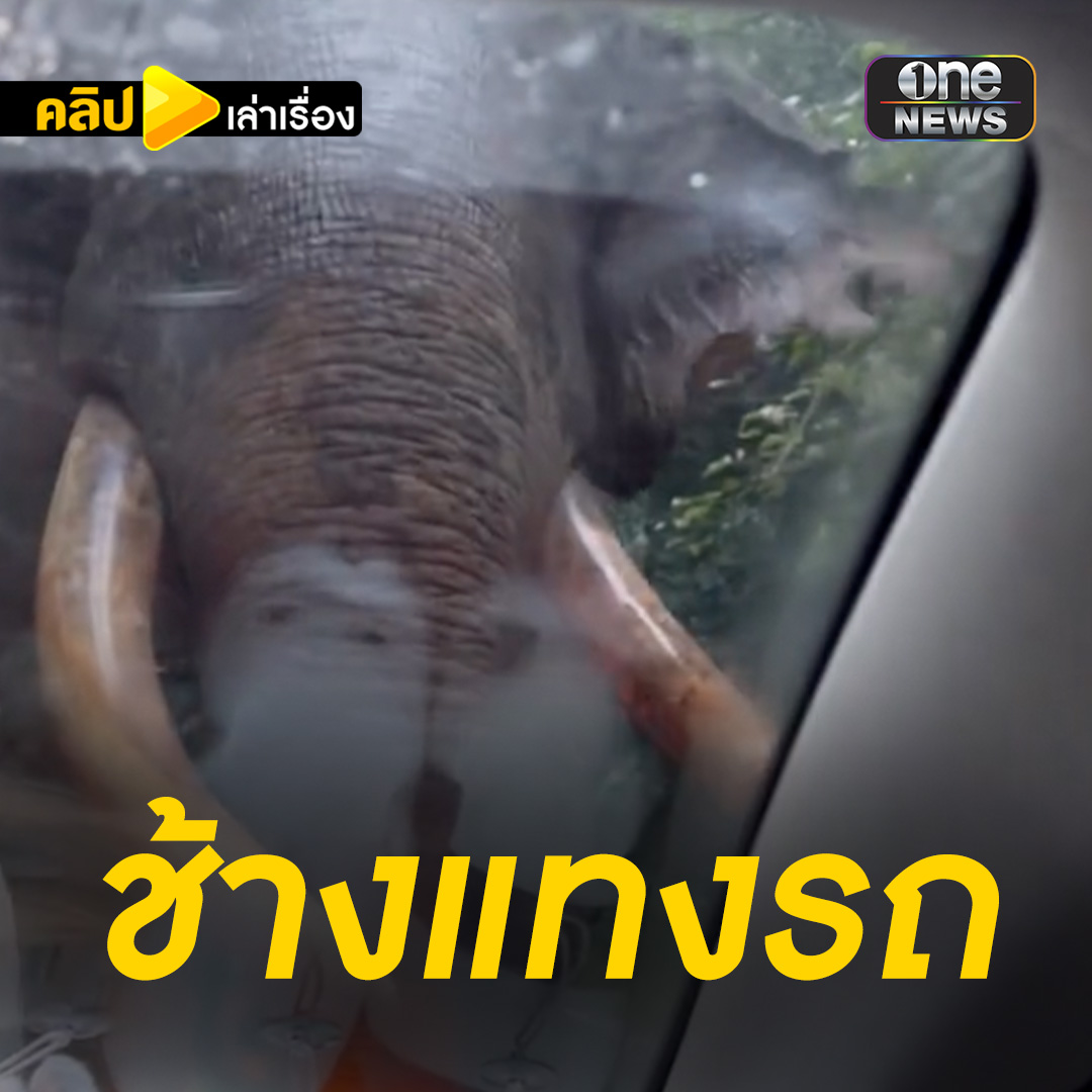 ช็อก! เจอช้างป่าเดินพุ่งเข้าหา ใช้งาแทงกระจกรถ #คลิปเล่าเรื่อง https://t.co/kRtKziFOuV