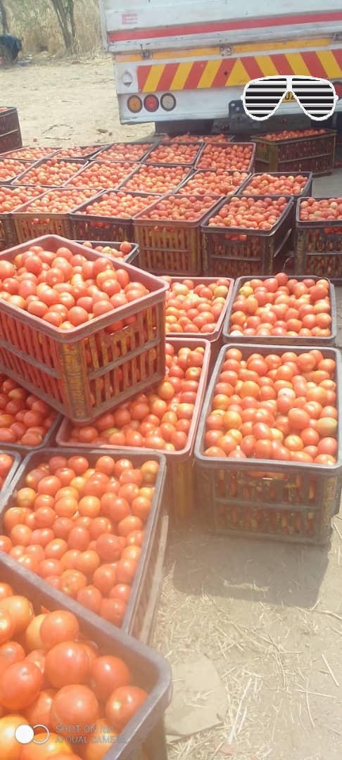 We managed 100 tonnes yesterday from our one Ha. We are likely to pick again once, closing the winter crop chapter. The variety did not disappoint.