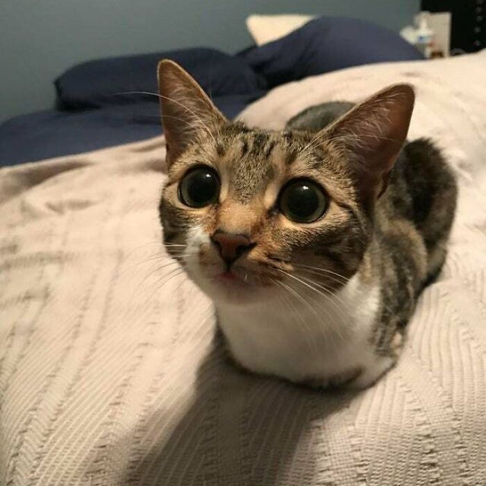 supergoober69's tweet image. She has no arms and legs and flies in the air like a football 😭😭🕊️