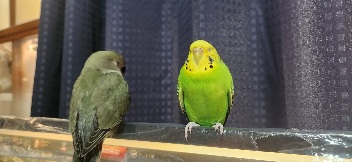 4474kusano's tweet photo. ⚠ここはインコ用のヒーターじゃありません！モニターです！
#ちくわ先生のWOT教室 https://t.co/H9sFi4QfcV