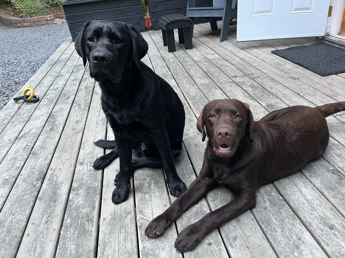 We agree with <a href="/TimHoustonNS/">Tim Houston</a> 
The "health benefits of pets, particularly dogs, are undeniable," the Tories said in their 2021 campaign literature"