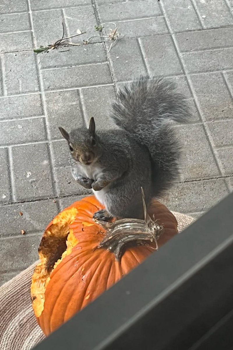 NikkiAllenCCA's tweet photo. My pumpkin was stolen by a cute squirrel, which is really laughable and sad.
#Halloween #Pumpkin #Squirrel #Sad https://t.co/eddgJjACZb