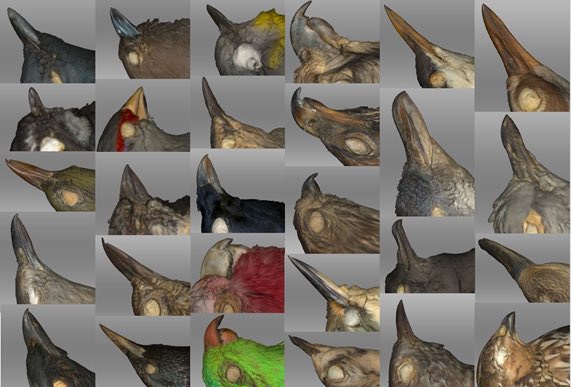 Australasian Evolution Society (@austevolsoc) on Twitter photo Congratulations to Dr Sara Ryding (<a href="/zuuletc/">sara ryding</a>), who has won this year’s PhD ECR Best Paper Plenary Award for the paper “Long- and short-term responses to climate change in body and appendage size of diverse Australian birds”. We’re looking forward to Sara’s plenary at #AusEvol2024! Congratulations to Dr Sara Ryding (<a href="/zuuletc/">sara ryding</a>), who has won this year’s PhD ECR Best Paper Plenary Award for the paper “Long- and short-term responses to climate change in body and appendage size of diverse Australian birds”. We’re looking forward to Sara’s plenary at #AusEvol2024!