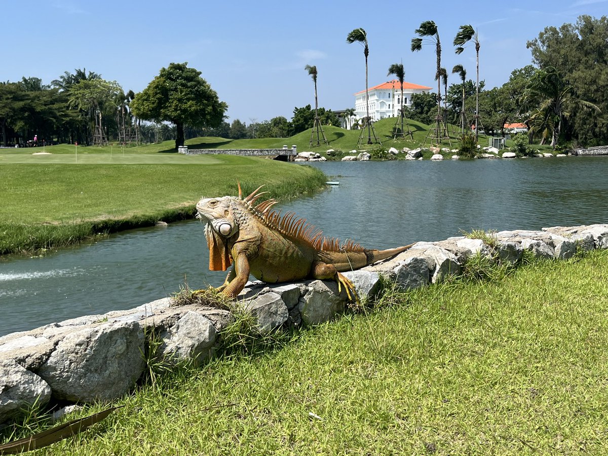 久々にタイに遊びに来ました🇹🇭
休暇できているにも関わらずゴルフ三昧過ぎ、身体は疲れが溜まる一方で、、、本日は少しゆっくりしたいと思います。
こちらの良い出逢いも何かしら期待したいところです😎

写真は美味なエビ火山焼きと、ゴルフ場にいたイグアナ？でした。