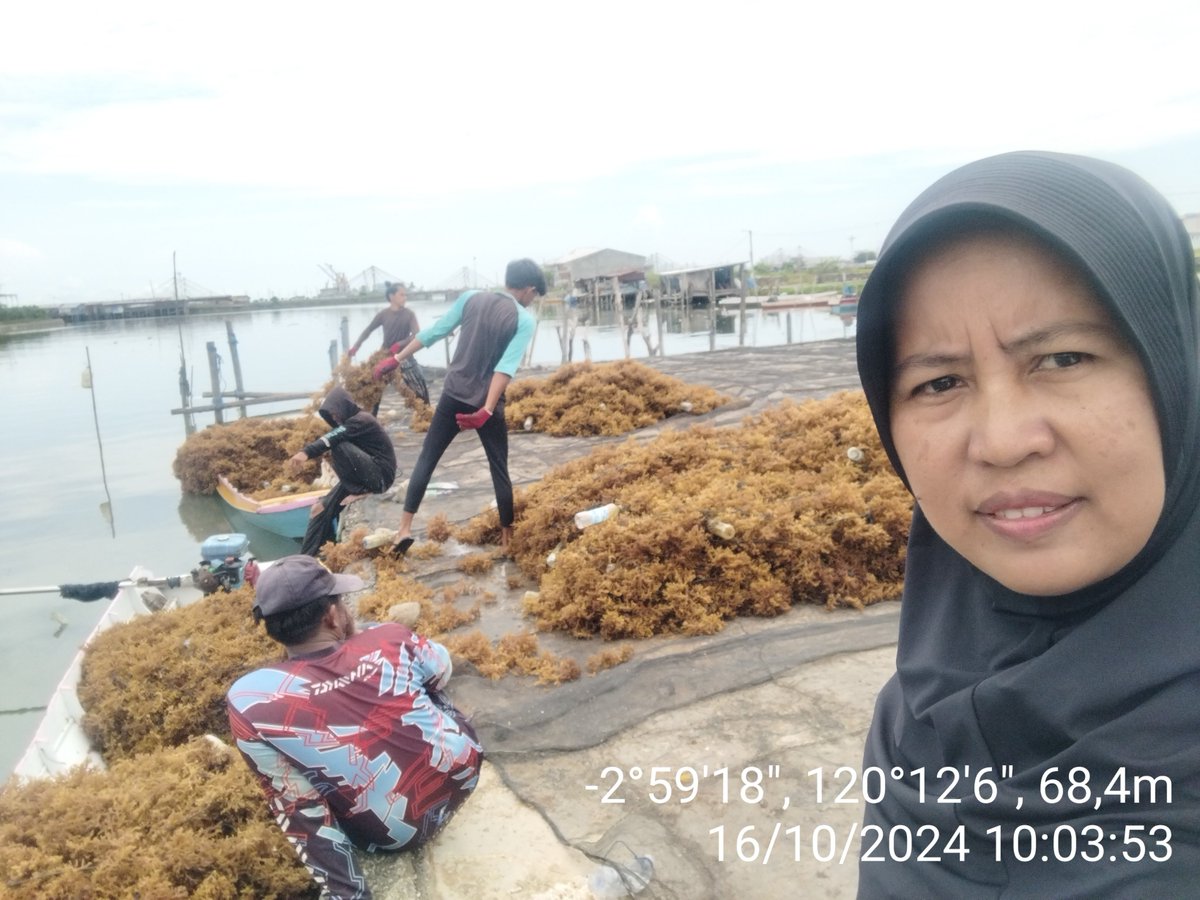 AsridaSyafri's tweet photo. Rabu (16/10/2024), Asrida Syafri, Luhkan Kota Palopo, Pokdakan Pembawa Berkah, Kelurahan Pontap, mendampingi panen RL Eucheuma cottonii, metode longline, panen 30 bentangan (210 kg basah) harga Rp. 14.000/kg kering
#GiatLuhkanSatminkalMaros 
#KotaPalopo
#Panen https://t.co/SIfAvnKMNJ