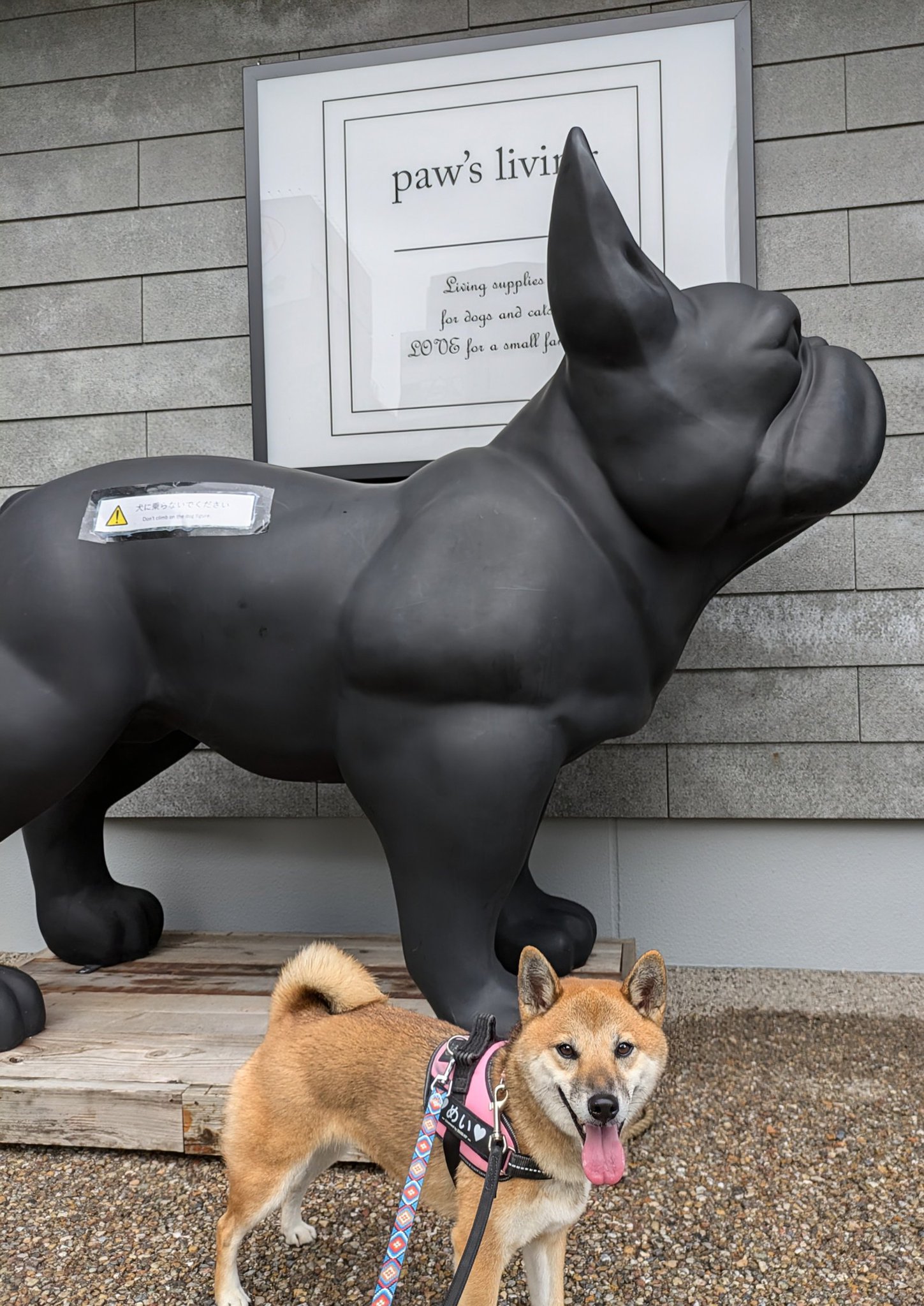 The puppy used the newly learned 