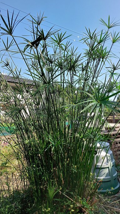 制御しきれなくなった植物を処分せねば 