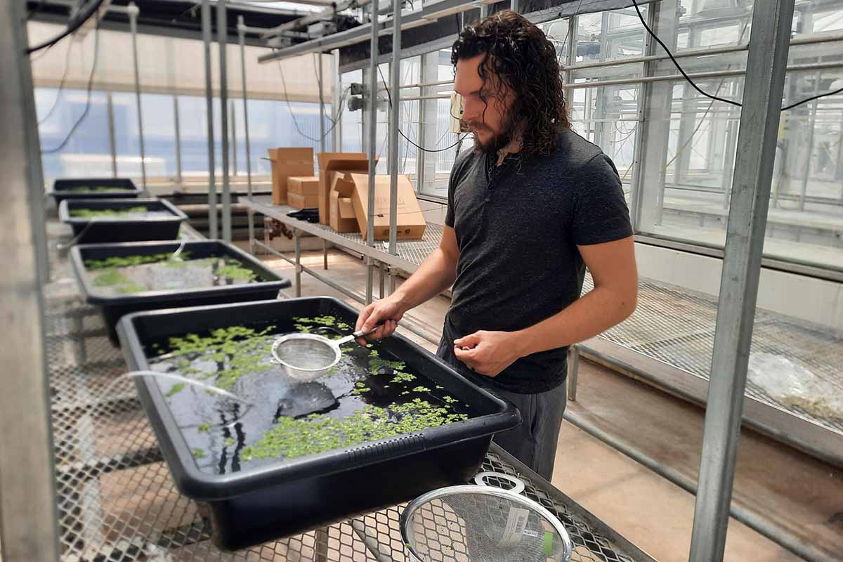 Poison…or panacea? How a tiny #aquatic fern could feed the world> bit.ly/3CzL6tn