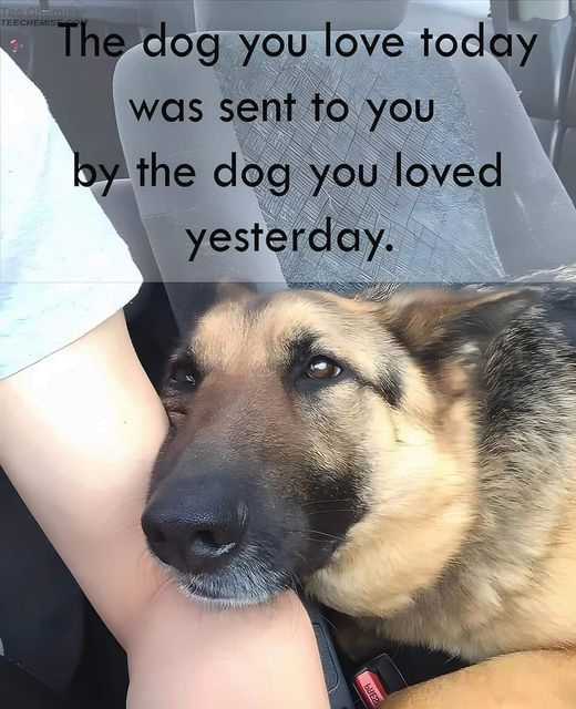 woofknight's tweet image. 