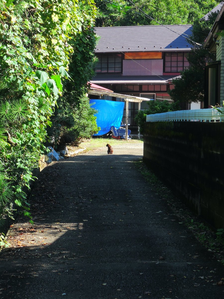 tamizow's tweet photo. 日差しが愛おしい季節になりましたな。
#NIKON #COOLPIX #P330 https://t.co/7fbkENJ0hs