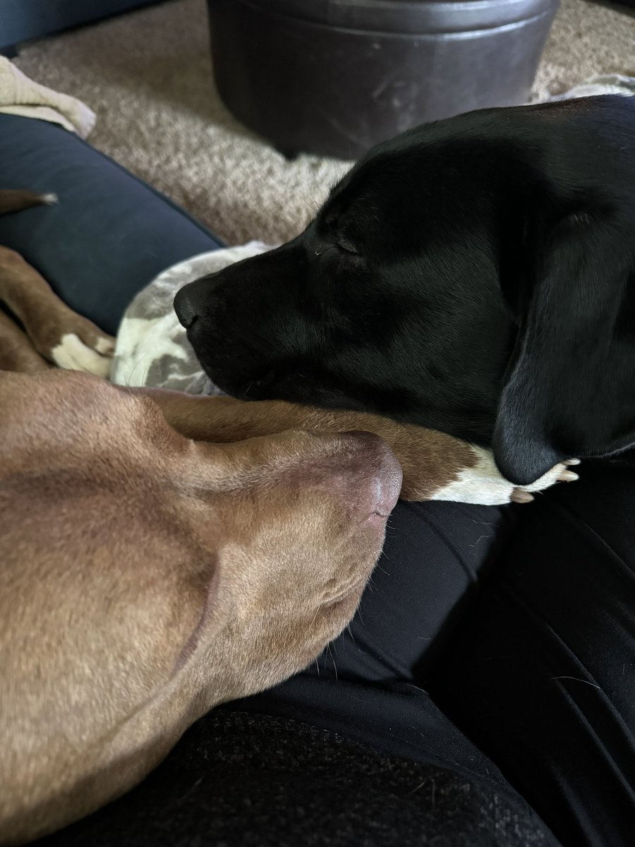 UWMeg97's tweet photo. @MaeNena73 Dogs… smothering a human 😂 https://t.co/fnuwMRQx7L