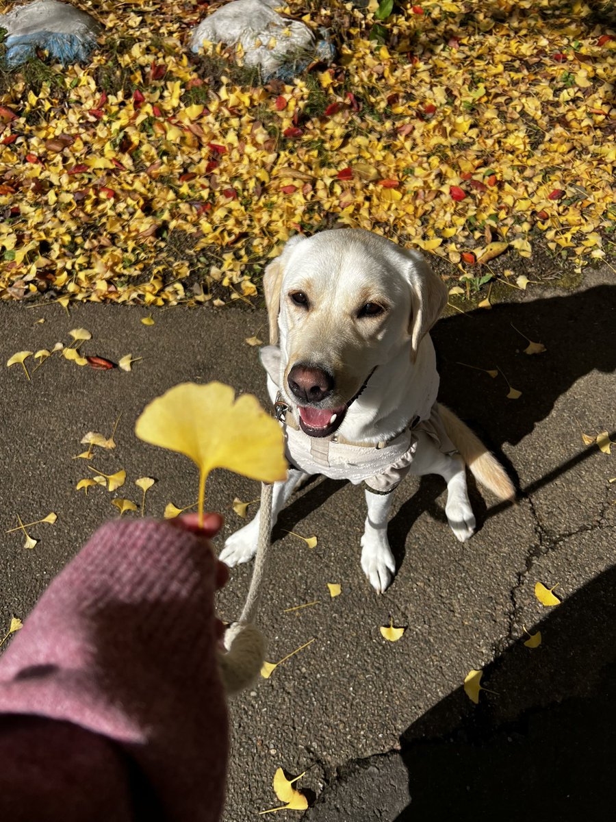 銀杏とむぎ🐾
かわちい♡