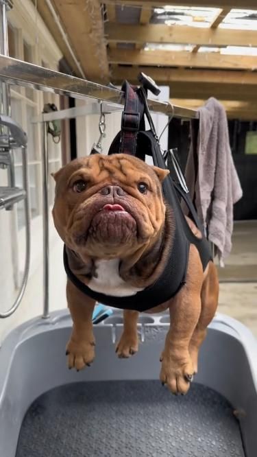 vivaneil1234's tweet photo. Me not liking the groomers.๐พ๐ค๐ https://t.co/J7OfPK4rzZ