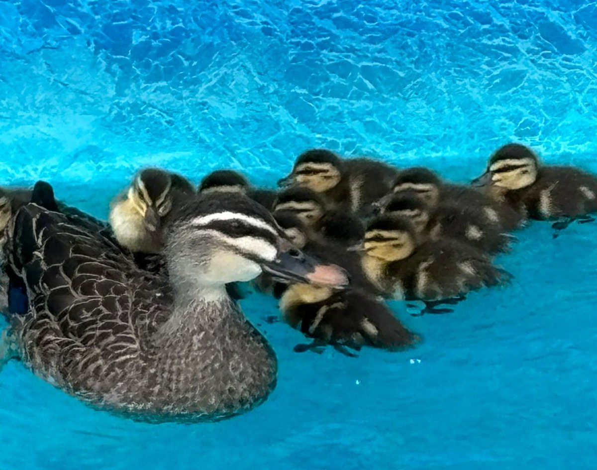 Mother duck! There's lots of chirping and they can't get out of the pool, nor can I get close as she goes into protect mode, I left a giant piece of a wood on the side to get out whilst the water fills up and they are sorta understanding it. One also rides on her back! 🤣😅