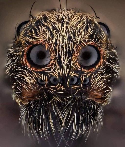 fasc1nate's tweet photo. Extreme close-up of a Wolf Spider. Photo credits: John-Oliver Dum https://t.co/VTBLRsck2h