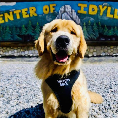 MayorMaxII's tweet photo. @SolJakey $max the first dog to be elected mayor 🐕
Community growing fast and chart about to break ATH! 

https://t.co/ONtR8w8jRL https://t.co/uBVygqJ8MR
