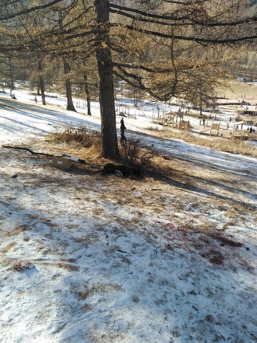 Энэ одоо ямар гээчийн зан үйл, аймшигтай үйлдэл вэ? 
Богдын яг хүүхдийн тоглоомын салхилдаг талбайн хажууд бна гэнэ шд😳