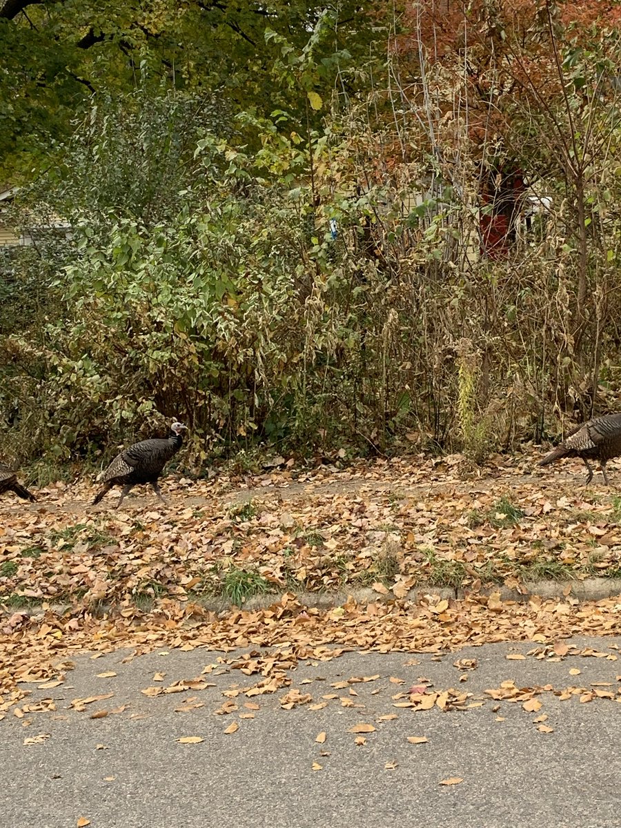 Faysal4mn's tweet photo. These guys are strolling through my neighborhood, unbothered and at peace, seeming more forward-looking than anyone else around. https://t.co/dYpesaz3Rn