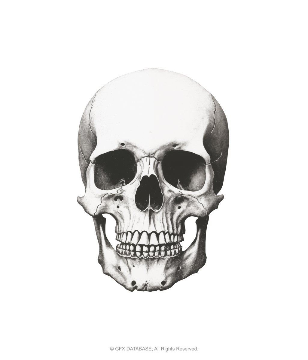 gfxdatabase's tweet image. Human Skulls, 💀 Now available online!
gfxdatabase.com/shop/p/human-s…