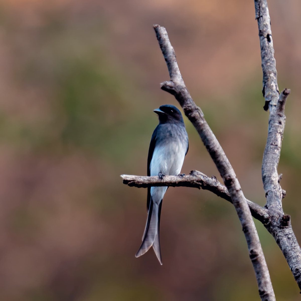 ib_ifs's tweet photo. Birds of Mewar: Spotted some birds like the Crested Serpent Eagle, White-bellied Drongo, Kingfisher, Pied Bush Chat.
.
.
#mewar #udaipur #birdphotographyindia
#birdsofindia #birdsofindiansubcontinent
#indianforestservice #picoftheday https://t.co/1v6mmIUdSK