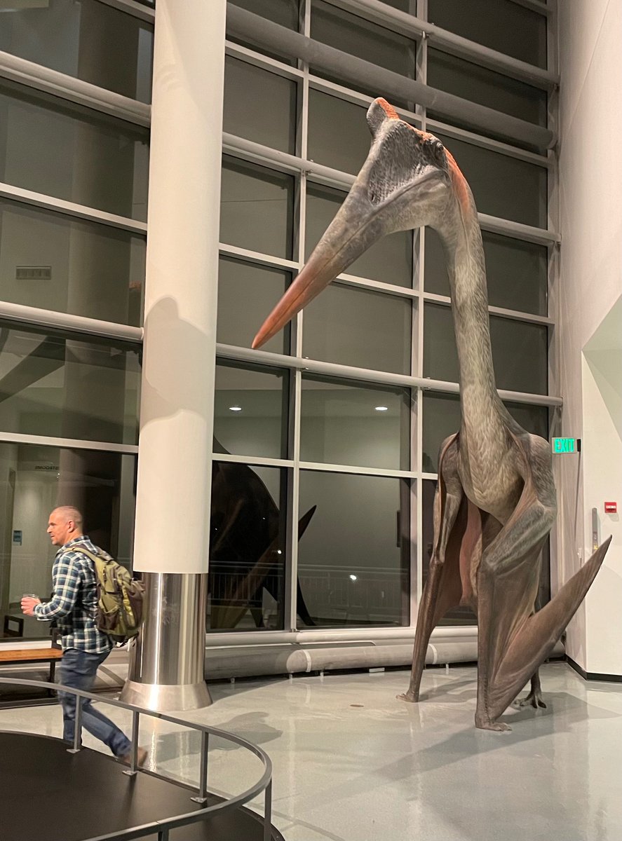 Emily Bamforth (@el_bamforth) on Twitter photo Fun moment from #SVP2024 in Minneapolis: #Quetzalcoatlus (to scale) stalks a paleontologist at the icebreaker in the <a href="/sciencemuseummn/">Science Museum of Minnesota</a>! #musuems #pterosaurs @curriemusuem Fun moment from #SVP2024 in Minneapolis: #Quetzalcoatlus (to scale) stalks a paleontologist at the icebreaker in the <a href="/sciencemuseummn/">Science Museum of Minnesota</a>! #musuems #pterosaurs @curriemusuem