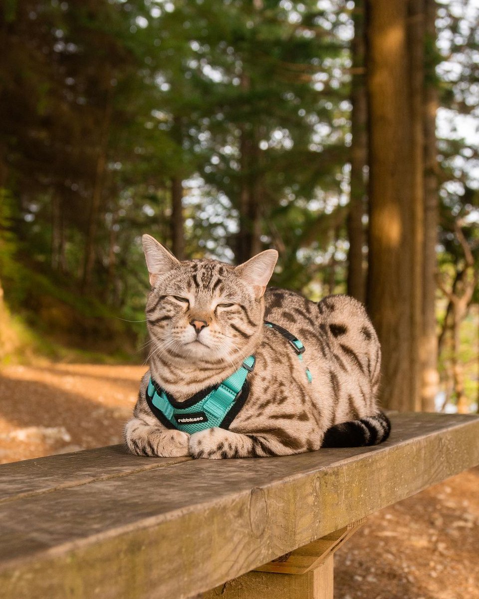 Nothing beats the crisp air and golden hues of autumn for outdoor exploration. This adventurous cat is ready for the trails, equipped with a comfort harness that’s perfect for fall hikes. 🍁🐾 @vladsventures
⁠#rabbitgoo #RGcommunity #rabbitgoopets #AutumnAdventures #cat #catlove