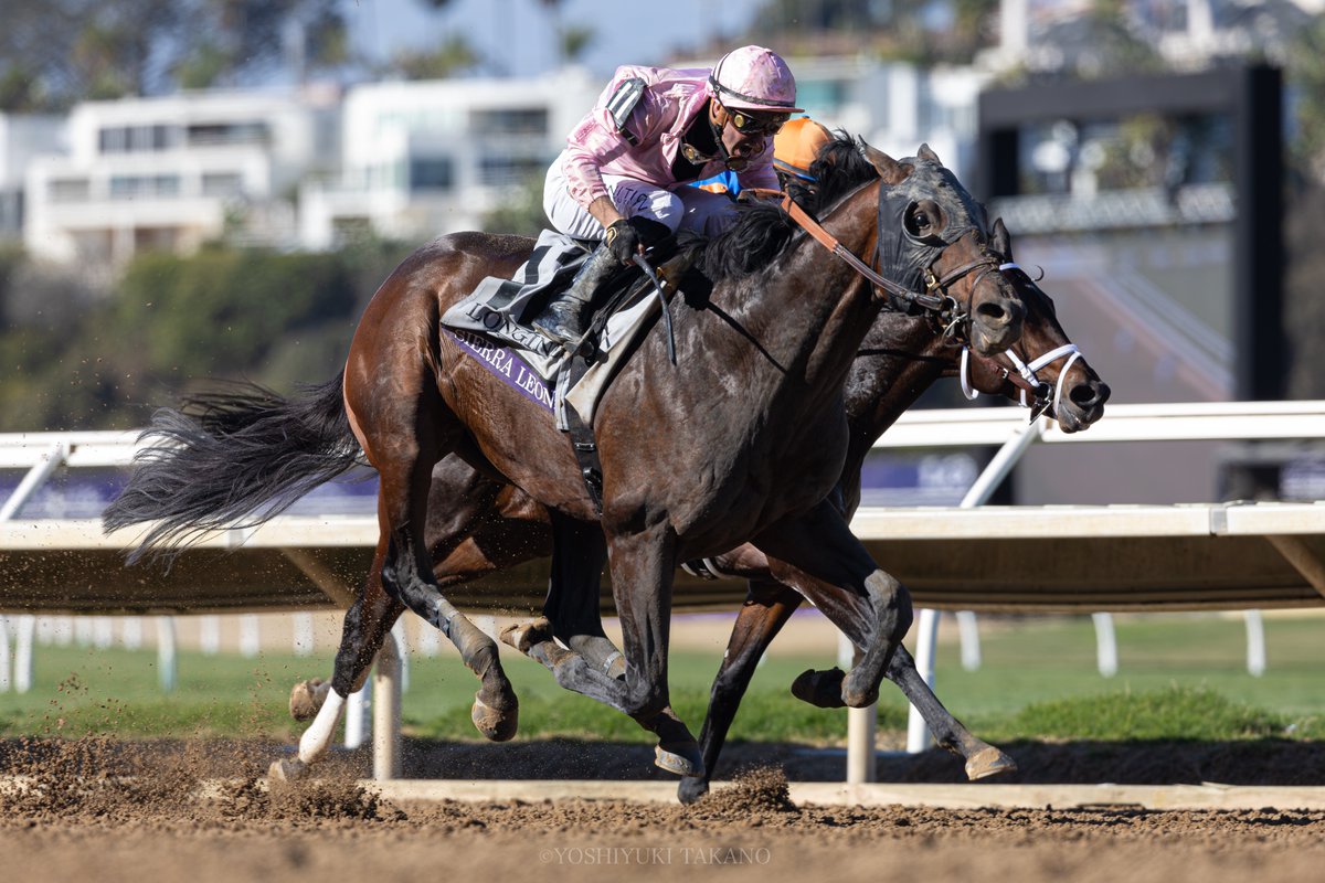 _ytphoto's tweet photo. 11.02 Del Mar
Breeders' Cup Classic (GⅠ)

Sierra Leone × Flavien Prat

BCクラシックを制したSierra Leone,
内にいるのが2着馬Fierceness。
今後も日本馬の前に立ちはだかる強敵となりそう。

#SierraLeone
#シエラレオーネ https://t.co/Z9ecYAgPTk