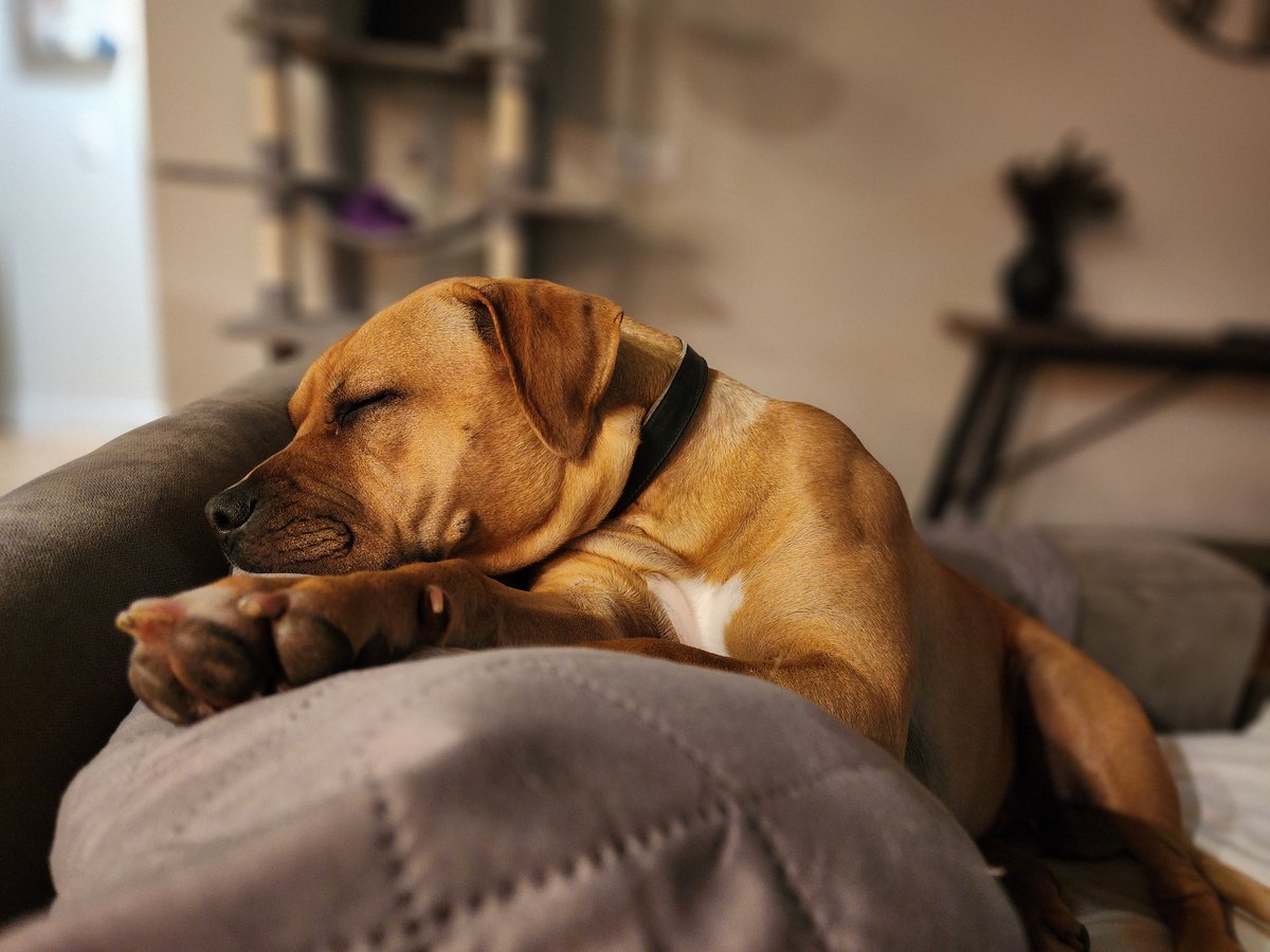 This dog.....