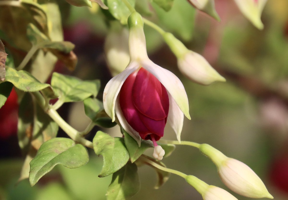 #FlowerPhotography

The last of my fuchsias…..all will be put to bed now. ☹️

#goodbyegarden