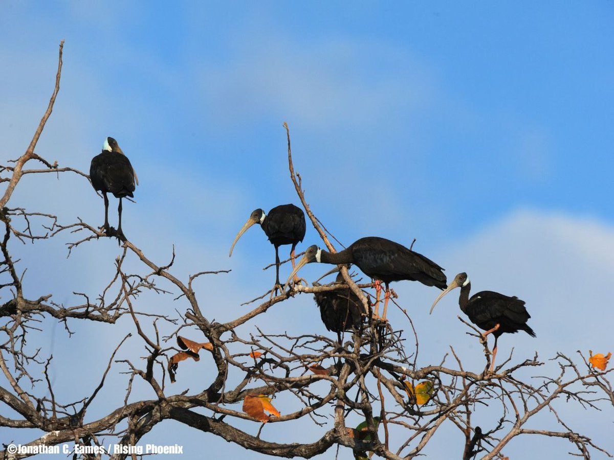 WWFAsianFlyways's tweet photo. 🎉Cambodia Ibis Working Group (#CIWG) released its 2023 Annual Report, highlighting the success of conservation efforts to save ibis👏! 
- 1st successful captive breeding of White-shouldered Ibis🐣
- Uncovered >40 Giant Ibis nests, a rise in nest success📈
https://t.co/mkbkqwKZTm https://t.co/UOkRHoBMnE