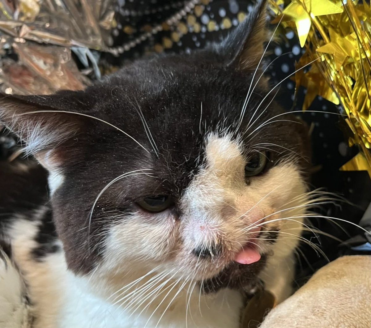 Memphis 2 nose cat tweet media