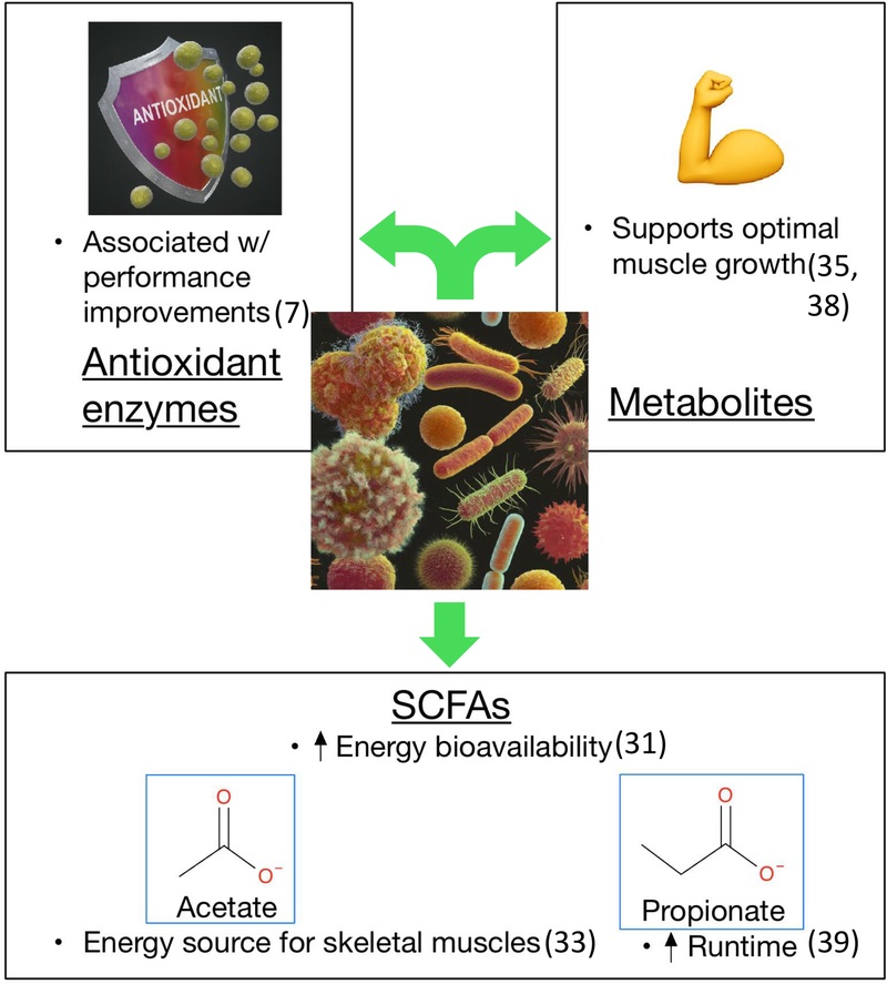 New: Review summarizes the current evidence on how exercise influences gut microbial communities, with emphasis on how disruptions or depletion of an intact gut microbiota impacts exercise tolerance as well as future directions. brnw.ch/21wOlBZ